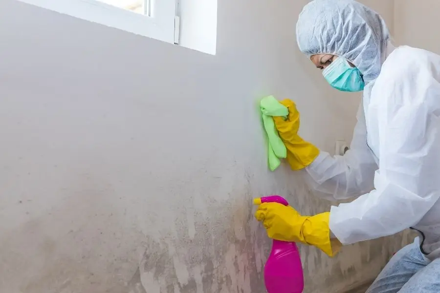 Close up of a female worker of cleaning service removes mold from wall using spray bottle with mold remediation chemicals